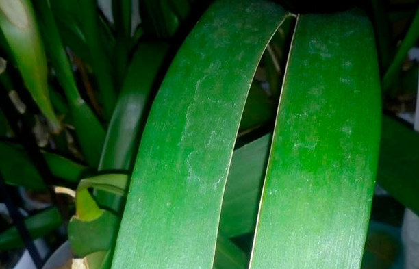 Why Do Orchid Leaves Crack? 